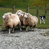 The changes mean sheep farmers can increase the size of their farms to 10 miles and move livestock within that without having to report it